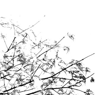 japanese maple equivalent